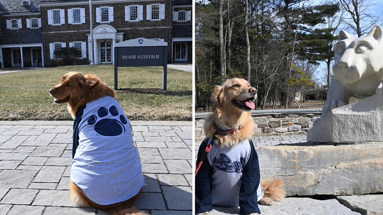两张狗狗穿着宾夕法尼亚州立大学威尔克斯-巴雷衬衫的照片.